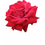 A Classic Red Rose t-shirts