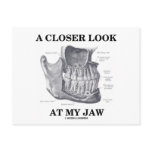 A Closer Look At My Jaw (Anatomical Bones)