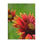 A Closer Look Post Cards