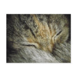 A cold nose & a warm tail postcard