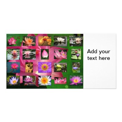 A Collage of Beautiful Water Lily and Lotus Images by asiastockimages