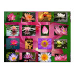 A Collage of Beautiful Water Lily and Lotus Images Post Cards