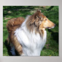 A  COLLIE posters