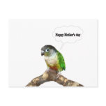 A conure's Mother's Day greeting Post Card