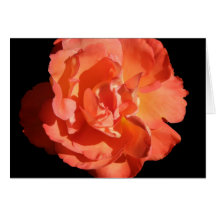 A Coral Coloured Rose... Greeting Card
