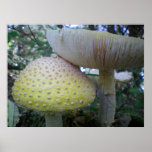 A couple of Funky Fungi Posters