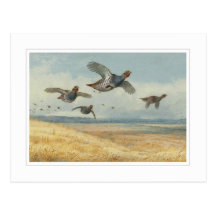 A covey of partridge postcards