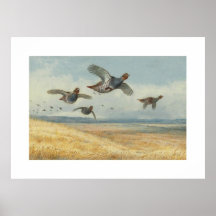 A covey of partridge posters