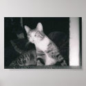 A Curious cat posters