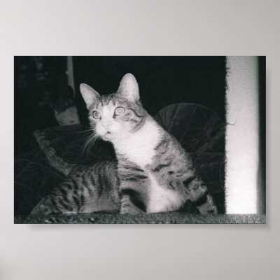 A Curious cat Print by susieoj