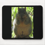 A cute, adorable squirrel picture mouse pad
