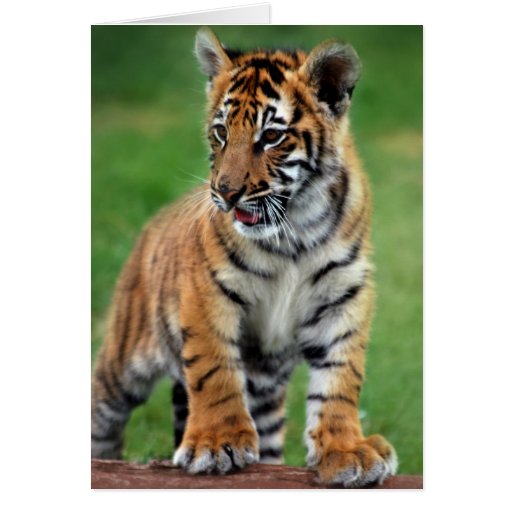 A cute baby tiger greeting cards