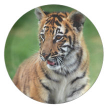 A cute baby tiger plates