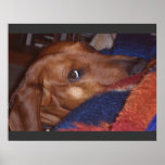 A dachshund's expression poster