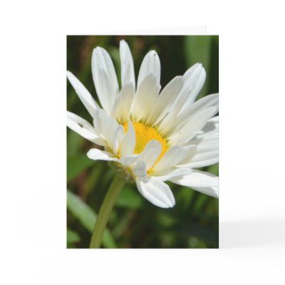 A Daisy Expression Greeting Cards by joacreations