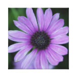 A Daisy for You! Stretched Canvas Prints