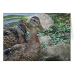 A Day at the Pond Series Greeting Cards