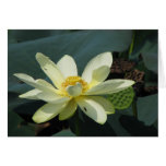A Day at the Pond Series Greeting Cards