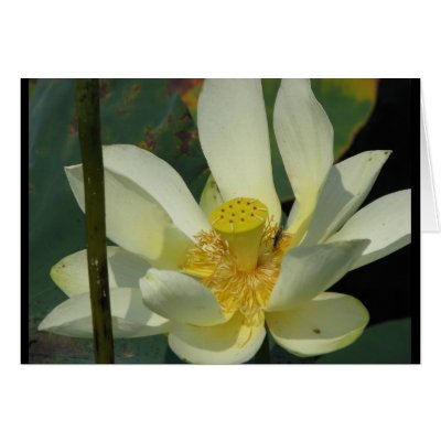 A Day at the Pond Series Card by iiiyaaa