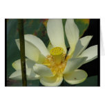 A Day at the Pond Series cards