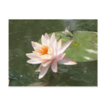 A Day at the Pond Series Postcards