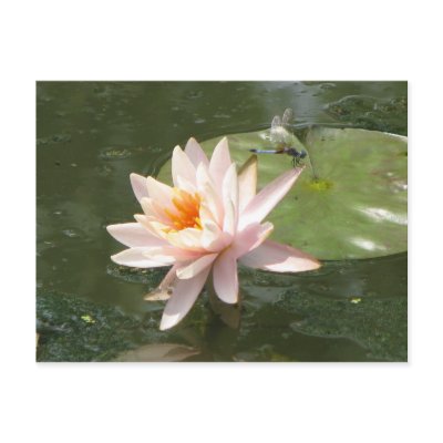 A Day at the Pond Series Postcards by iiiyaaa