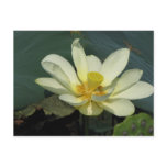A Day at the Pond Series Post Cards