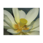 A Day at the Pond Series Postcard