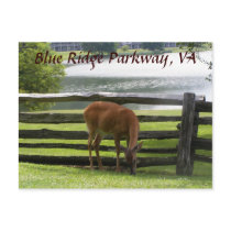 A Deer on the Parkway Postcard