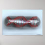 A DNA strand in a capsule Print