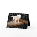 A Dog is for Life, Not Just for Christmas cards