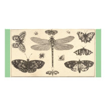 A dragonfly, ladybirds, and butterflies photo card template