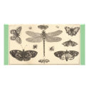 A dragonfly, ladybirds, and butterflies photo cards