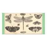A dragonfly, ladybirds, and butterflies photo cards