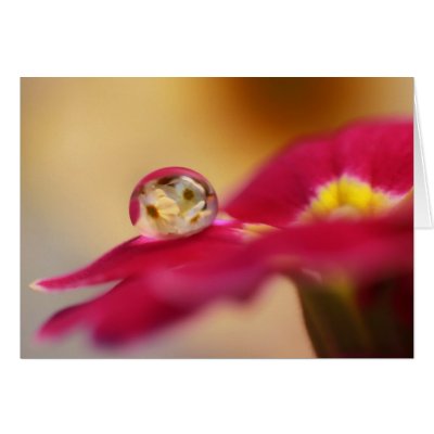 A drop of primroses card by Starburst_17