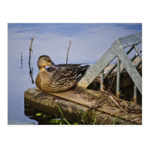 A Duck With Style Postcard