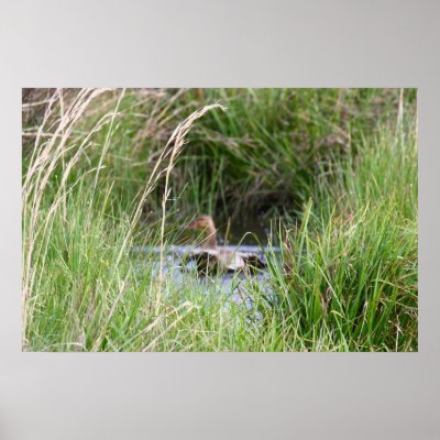 "A Duck's Perspective" by michaelsnydermusic