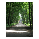 A Dutch Lane in Forrest in Holland Photo Postcard