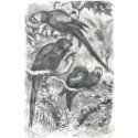 A. E. Brehm - Macaws t-shirts