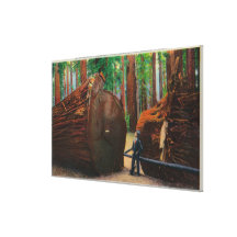 A Fallen Giant, Humboldt State Park Gallery Wrap Canvas
