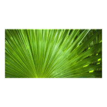 A Fan of Green Photo Greeting Card