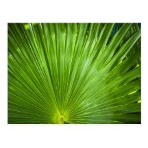 A Fan of Green Post Card