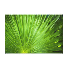 A Fan of Green Stretched Canvas Print