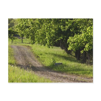 A farm road in Ipswich, Massachusetts. Postcard by danitadelimont