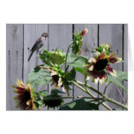A Feast of Sunflower Seeds Cards