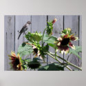 A Feast of Sunflower Seeds posters