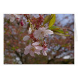A Few Cherry Blossoms Greeting Card
