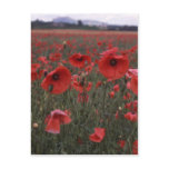 A Field of Vivid Red Poppy Flowers