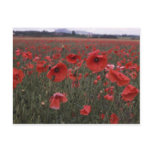 A Field of Vivid Red Poppy Flowers