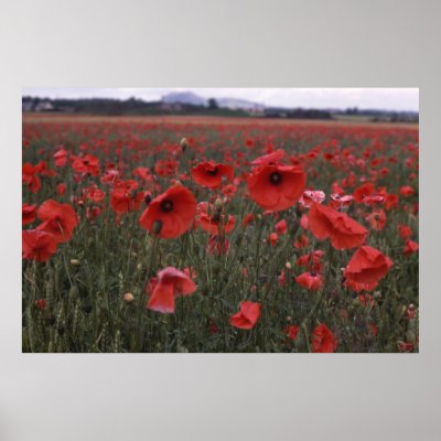 A Field of Vivid Red Poppy Flowers by artgalleria